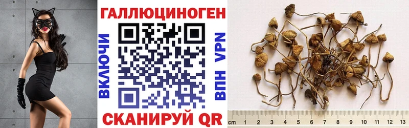 как найти наркотики  Зеленодольск  Галлюциногенные грибы прущие грибы 
